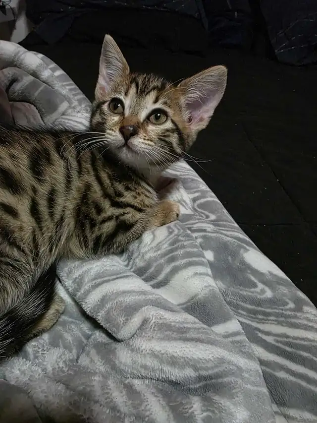 Chatons Bengals mix à vendre ! Adorables