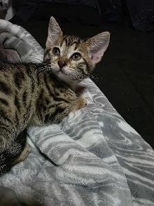 Chatons Bengals mix à vendre ! Adorables