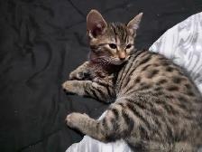 Chatons Bengals mix à vendre ! Adorables - Photo 3