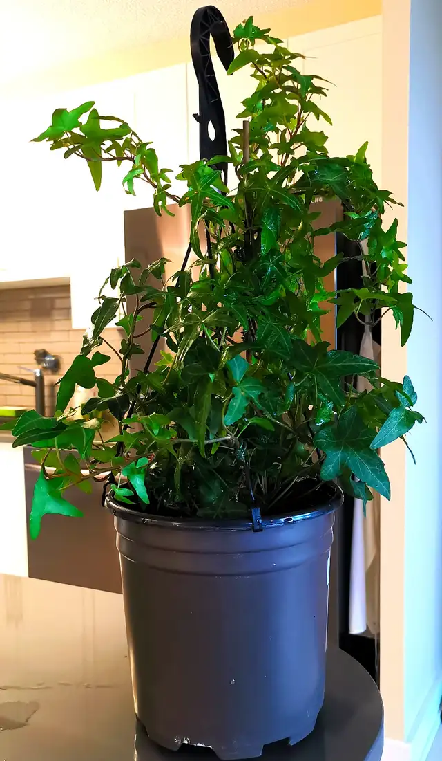 Evergreen Climbing Plant —— IVY