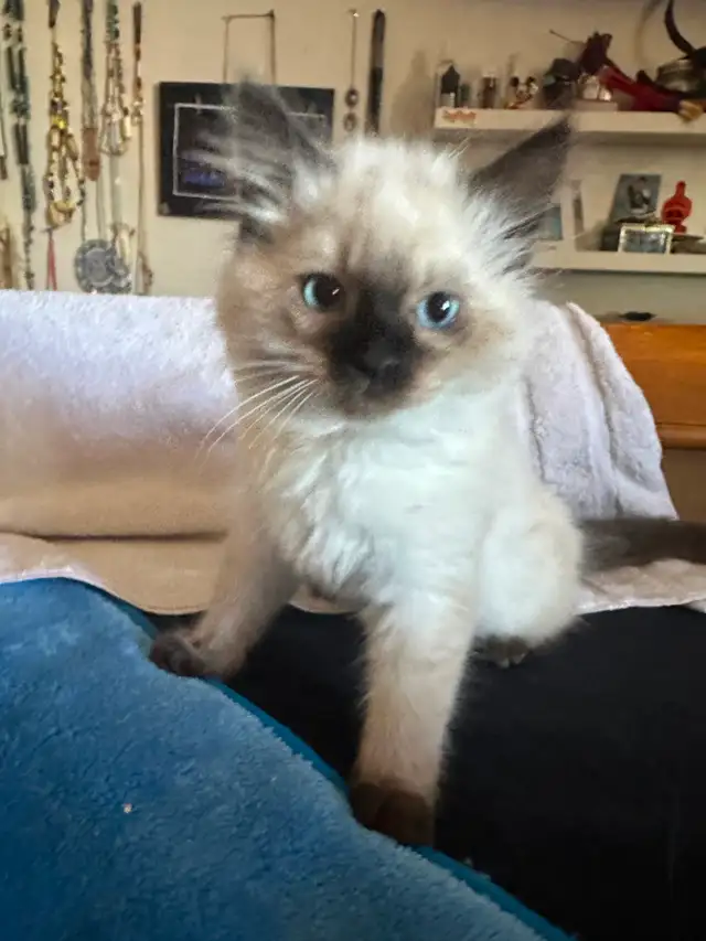 Purebred ragdoll's