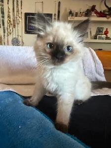 Purebred ragdoll's