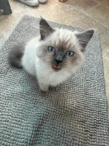 Purebred ragdoll's - Photo 2