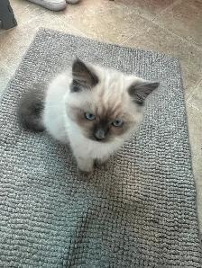 Purebred ragdoll's - Photo 3