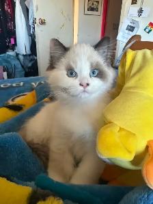 Purebred ragdoll's - Photo 4