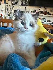 Purebred ragdoll's - Photo 5