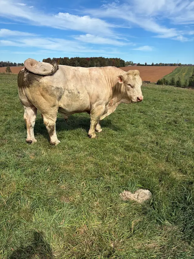 Mature Charolais bull