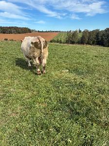 Mature Charolais bull - Photo 2