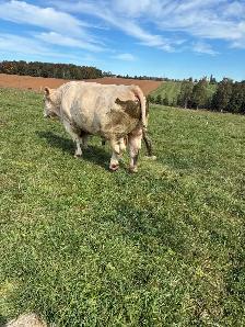 Mature Charolais bull - Photo 3