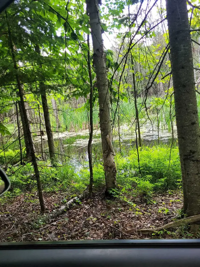 Terrain de 2/3 acre rempli d'érable mature
