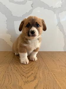 Adorable Purebred Corgi’s - Photo 2