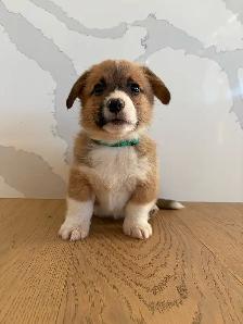 Adorable Purebred Corgi’s - Photo 4
