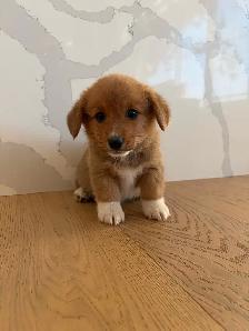 Adorable Purebred Corgi’s - Photo 7
