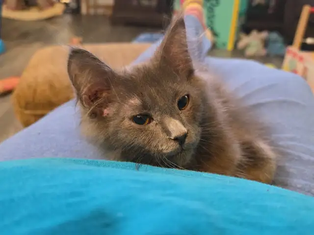male mix mainecoon