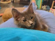 male mix mainecoon
