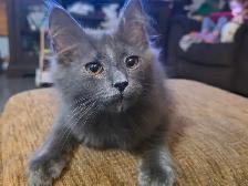 male mix mainecoon - Photo 2