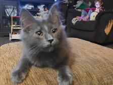 male mix mainecoon - Photo 5