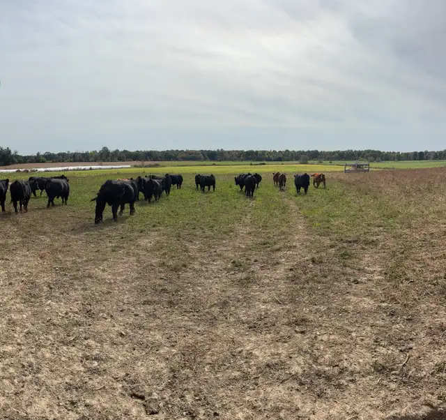 Bull Prospects FORSALE