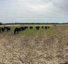 Bull Prospects FORSALE