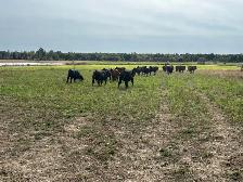 Bull Prospects FORSALE - Photo 2