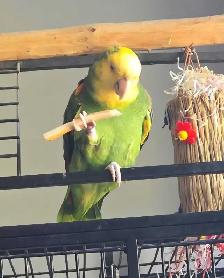 Female Double Yellow Head Amazon