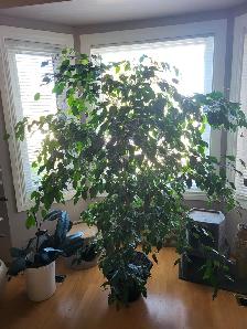 Ficus tree