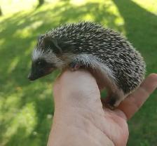 Haylie sweet dark masked S&p baby girl hedgehog!