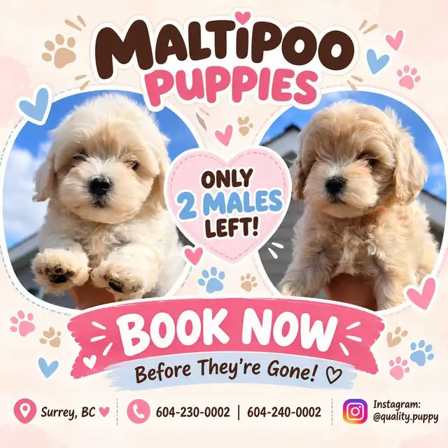 Maltipoo Puppies