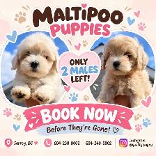Maltipoo Puppies
