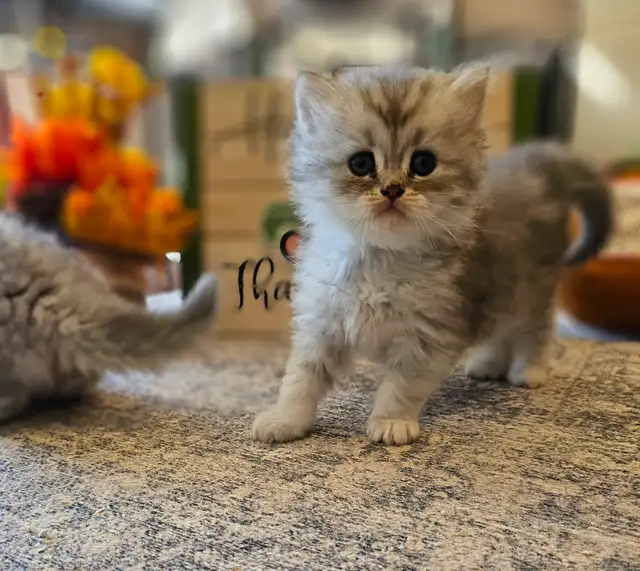 British longhaired Chinchilla kittens looking for forever  ❤️