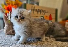 British longhaired Chinchilla kittens looking for forever  ❤️ - Photo 4