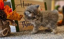 British longhaired Chinchilla kittens looking for forever  ❤️ - Photo 5
