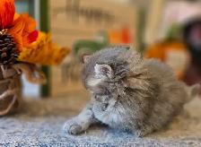 British longhaired Chinchilla kittens looking for forever  ❤️ - Photo 6
