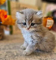 British longhaired Chinchilla kittens looking for forever  ❤️ - Photo 7