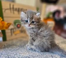 British longhaired Chinchilla kittens looking for forever  ❤️ - Photo 8