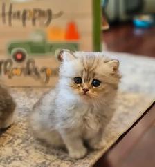 British longhaired Chinchilla kittens looking for forever  ❤️ - Photo 9