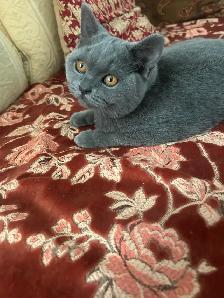 Scottish Fold and Scottish Straight kittens CCA/AFC registered - Photo 3