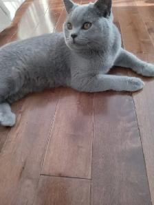 Scottish Fold and Scottish Straight kittens CCA/AFC registered - Photo 5