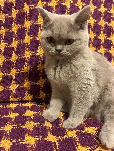 Scottish Fold and Scottish Straight kittens CCA/AFC registered - Photo 7