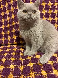 Scottish Fold and Scottish Straight kittens CCA/AFC registered - Photo 8