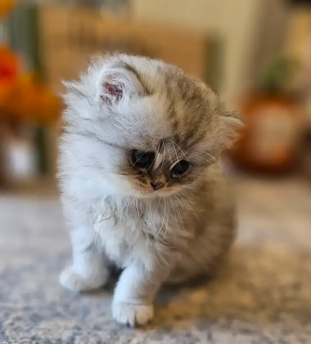 British Longhaired Silver and Golden Chinchilla shaded kittens.