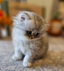 British Longhaired Silver and Golden Chinchilla shaded kittens.