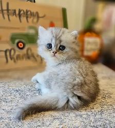 British Longhaired Silver and Golden Chinchilla shaded kittens. - Photo 2