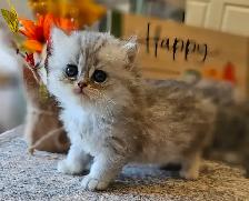British Longhaired Silver and Golden Chinchilla shaded kittens. - Photo 3