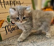 British Longhaired Silver and Golden Chinchilla shaded kittens. - Photo 5