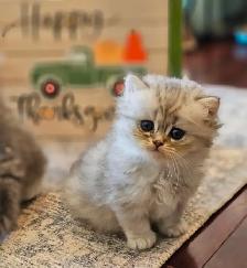 British Longhaired Silver and Golden Chinchilla shaded kittens. - Photo 7