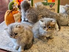British Longhaired Silver and Golden Chinchilla shaded kittens. - Photo 8