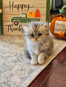 British Longhaired Silver and Golden Chinchilla shaded kittens. - Photo 9
