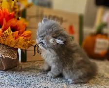 British Longhaired Silver and Golden Chinchilla shaded kittens. - Photo 10