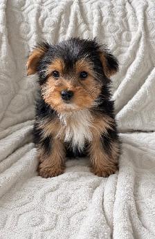 Adorable Morkie Puppies